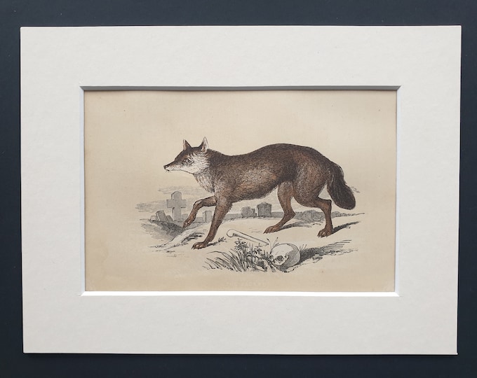 The Jackal - Original 1851 John Tallis woodblock print