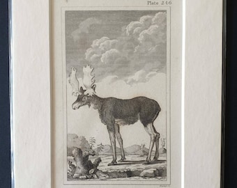 Male Elk - Original 1812 Buffon print