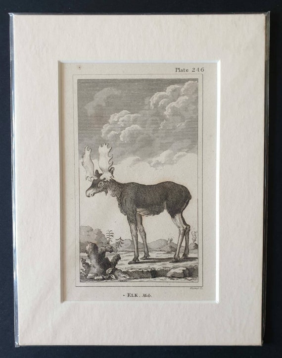 Original 1812 Buffon print - Male Elk