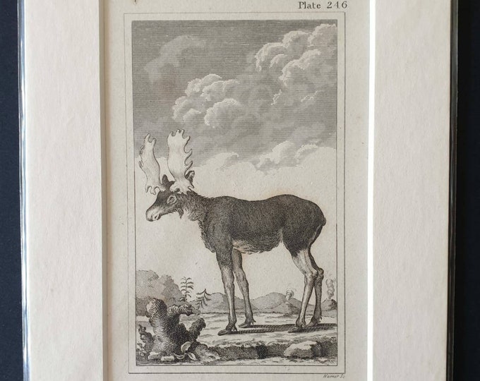Original 1812 Buffon print - Male Elk