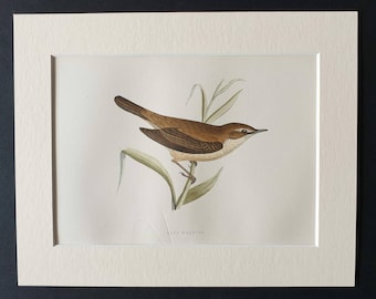 Reed Warbler - Original 1891 hand coloured bird print in mount