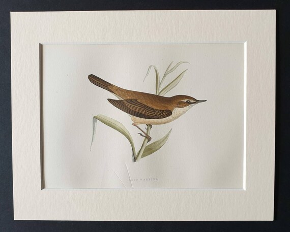 Original 1891 hand coloured bird print in mount - Reed Warbler