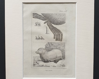 Sea Lion - Original 1812 Buffon print in mount