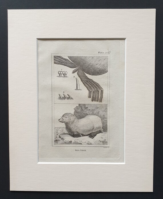 Sea Lion - Original 1812 Buffon print in mount