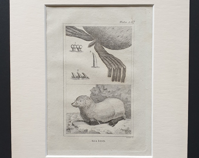 Sea Lion - Original 1812 Buffon print in mount