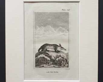 Cape Ant Eater - Original 1812 Buffon print in mount