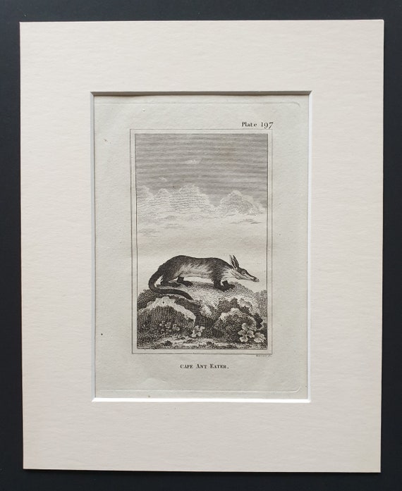 Cape Ant Eater - Original 1812 Buffon print in mount