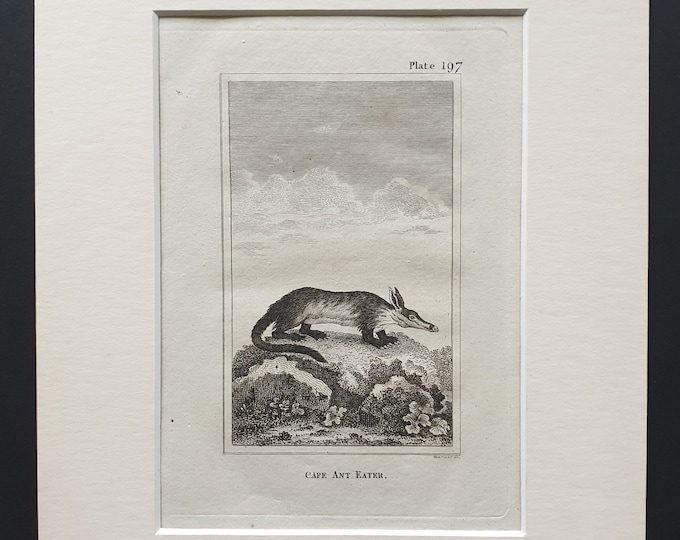 Cape Ant Eater - Original 1812 Buffon print in mount