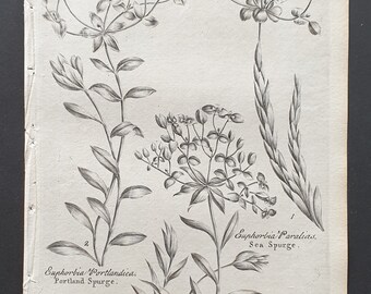 Portland, Broad Leaved and Sea Spurge - Original 1802 Culpeper engraving (143)
