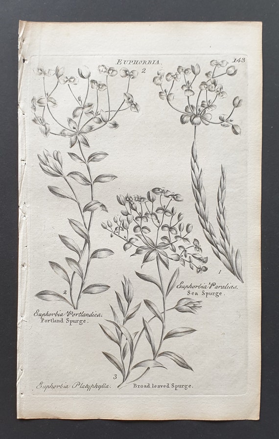 Portland, Broad Leaved and Sea Spurge - Original 1802 Culpeper engraving (143)