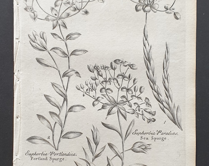 Portland, Broad Leaved and Sea Spurge - Original 1802 Culpeper engraving (143)