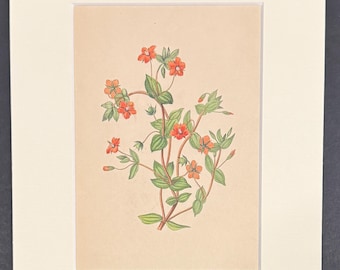 The Scarlet Pimpernel  - Original 1836 Antique Botanical Print