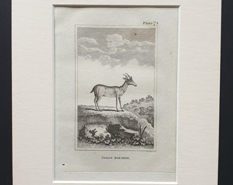 Indian Roe Deer - Original 1812 Buffon print in mount