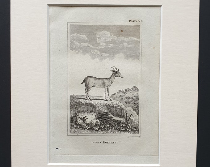 Indian Roe Deer - Original 1812 Buffon print in mount