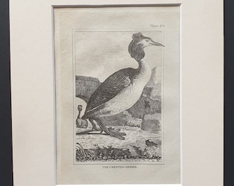 The Crested Grebe -  Original 1812 Buffon print in mount (211)
