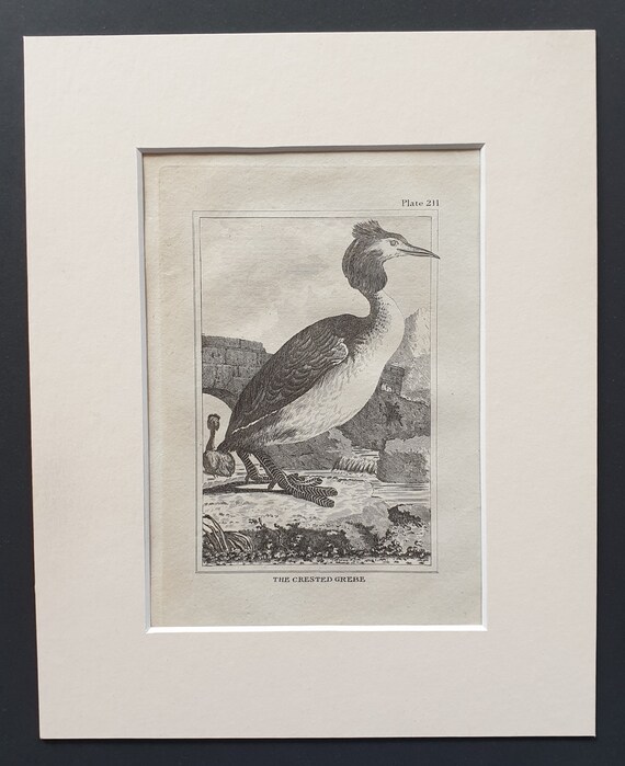 The Crested Grebe -  Original 1812 Buffon print in mount (211)