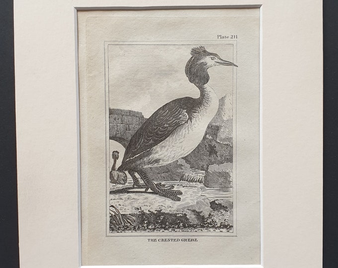 The Crested Grebe -  Original 1812 Buffon print in mount (211)