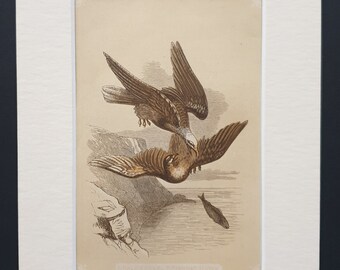 The Bald Eagle and Fishing Hawk - Original 1851 John Tallis woodblock print