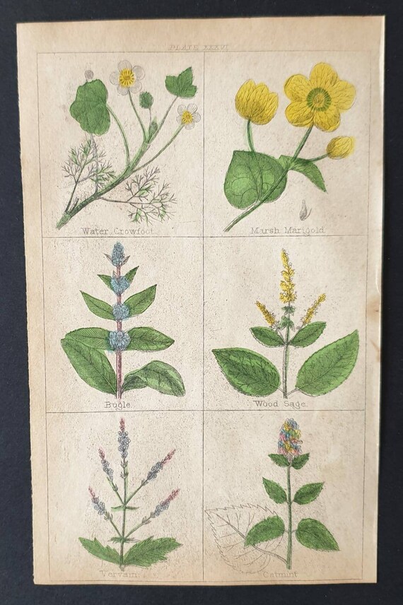 Original 1854 hand coloured botanical print