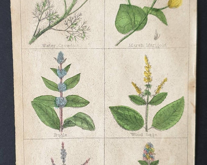 Original 1854 hand coloured botanical print