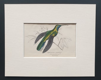 Blue Throated Sabre Wing Hummingbird - Original c1840 hand coloured bird print in mount