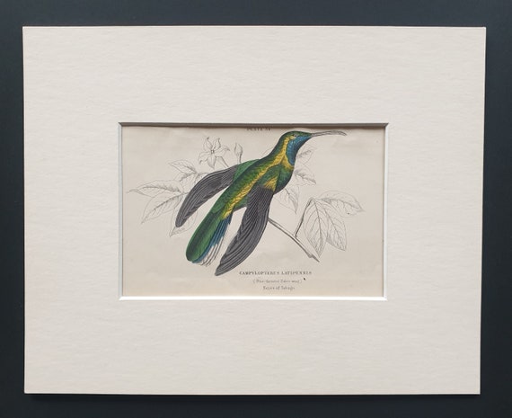 Blue Throated Sabre Wing Hummingbird - Original c1840 hand coloured bird print in mount