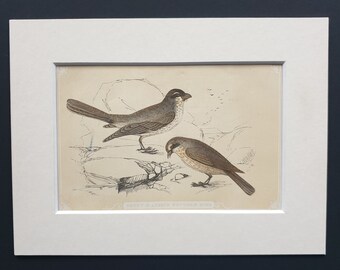 Great and Lesser Butcher Bird - Original 1851 John Tallis woodblock print
