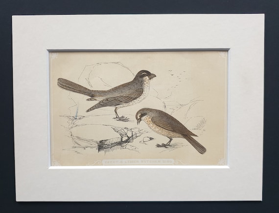 Great and Lesser Butcher Bird - Original 1851 John Tallis woodblock print