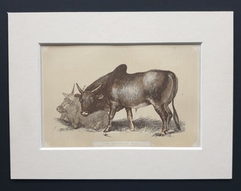 The Brahmin Bull - Original 1851 John Tallis woodblock print