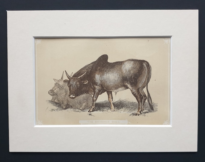 The Brahmin Bull - Original 1851 John Tallis woodblock print