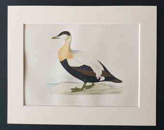 Eider Duck - Original 1891 hand coloured bird print in mount
