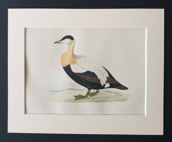 Original 1891 hand coloured bird print in mount - Eider Duck