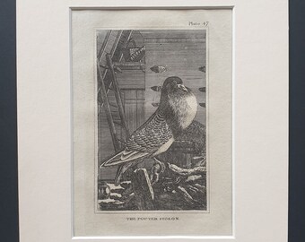 The Pouter Pigeon - Original 1812 Buffon print in mount (47)