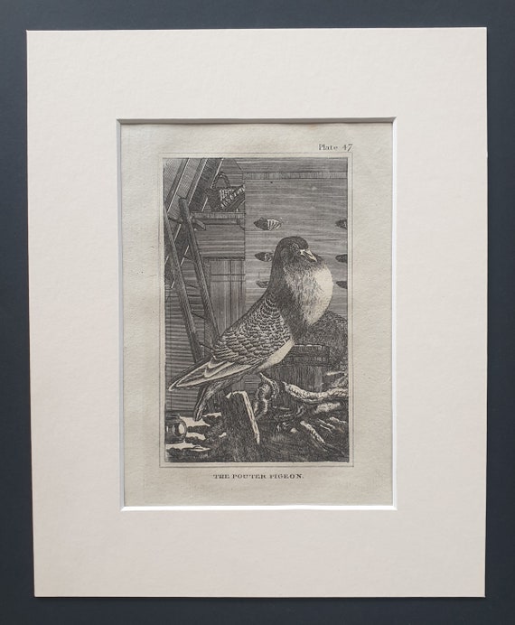 The Pouter Pigeon - Original 1812 Buffon print in mount (47)