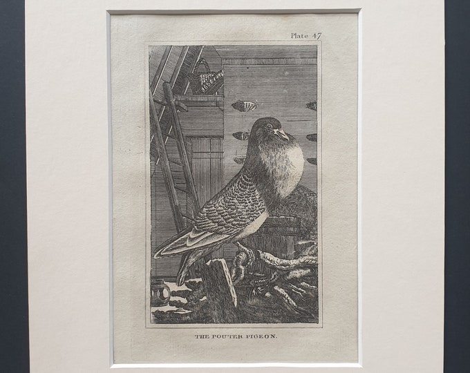 The Pouter Pigeon - Original 1812 Buffon print in mount (47)