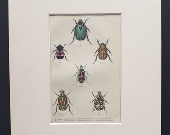 Varieties of Cetonia - Original c1860 hand coloured beetle print in mount