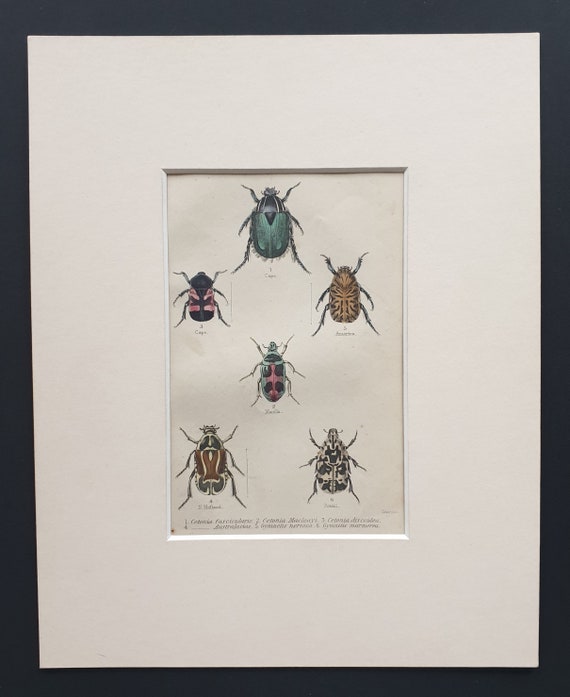Varieties of Cetonia - Original c1860 hand coloured beetle print in mount