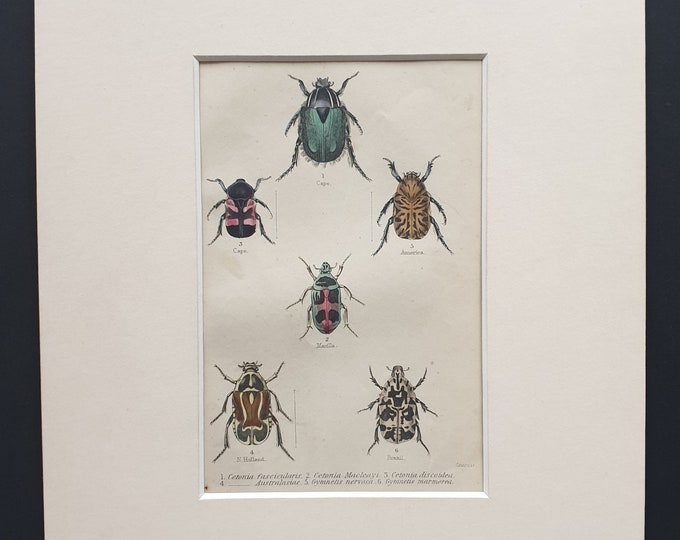 Varieties of Cetonia - Original c1860 hand coloured beetle print in mount
