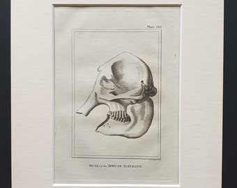 Skull of the African Elephant - Original 1812 Buffon print in mount