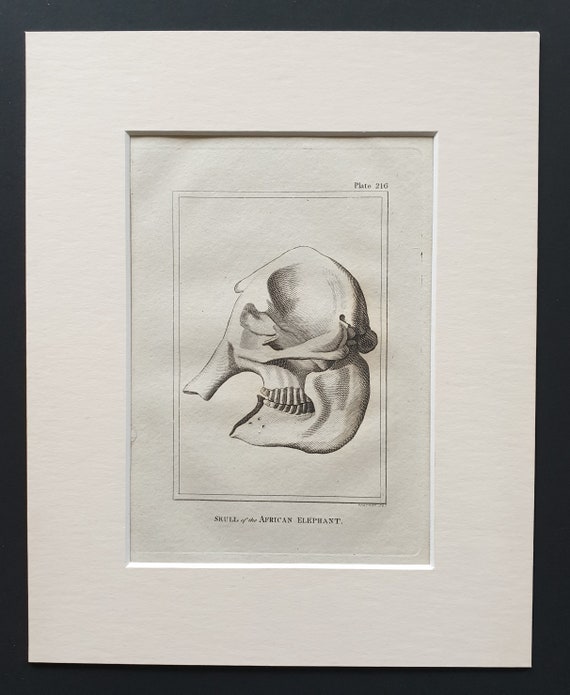 Skull of the African Elephant - Original 1812 Buffon print in mount