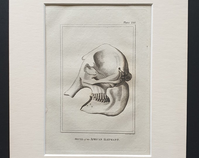 Skull of the African Elephant - Original 1812 Buffon print in mount