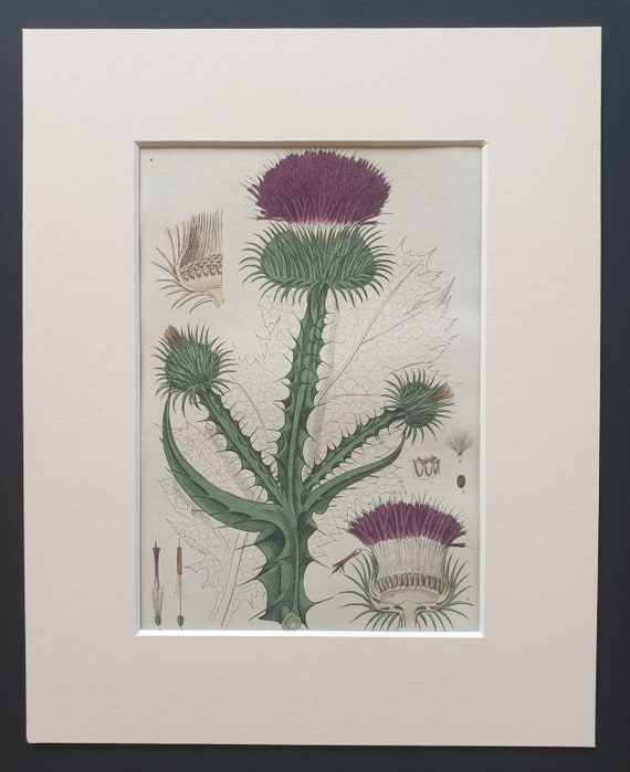 Common Cotton Thistle - Original 1839 hand coloured flower print in mount