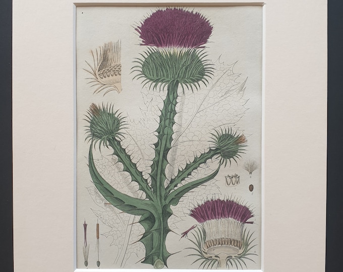 Common Cotton Thistle - Original 1839 hand coloured flower print in mount