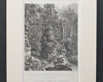 Vegetation of Tenerife, view in the Caldera - Original 1866 woodcut print in mount
