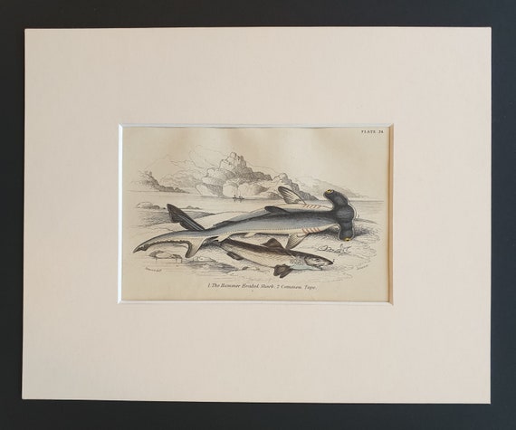 The Hammer Headed Shark, Common Tope - Original c1860 hand coloured fish print in mount