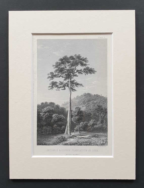 Antiaris and coffee plantation in Java - Original 1866 woodcut print in mount