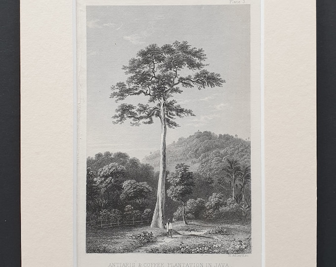 Antiaris and coffee plantation in Java - Original 1866 woodcut print in mount