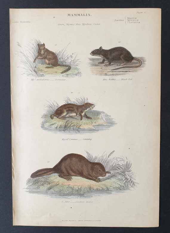 Original c1860's hand coloured Museum of Natural History print - Dormouse/ Black Rat/ Lemming and Common Beaver