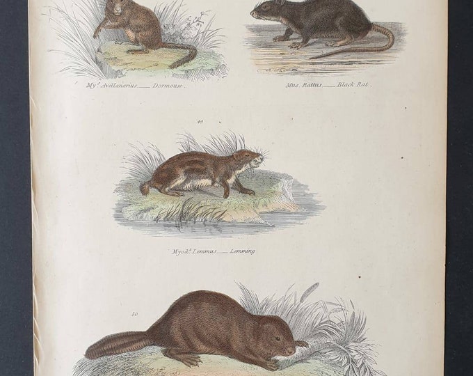 Original c1860's hand coloured Museum of Natural History print - Dormouse/ Black Rat/ Lemming and Common Beaver