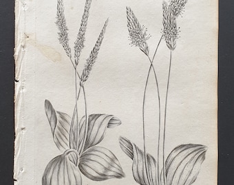 Great and Hoary Plantain - Original 1802 Culpeper engraving (123)